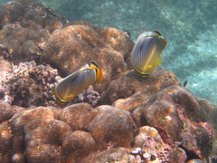 Chaetodon trifasciatus