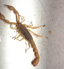 Mesomexovis oaxaca