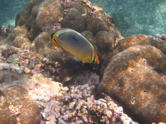 Chaetodon trifasciatus