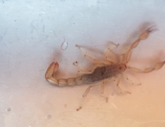 Mesomexovis oaxaca
