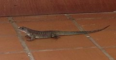 Ameiva praesignis