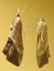 Evergestis obliqualis