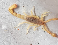 Mesomexovis oaxaca