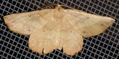 Euchlaena johnsonaria