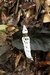 Staheliomyces cinctus