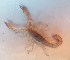 Mesomexovis oaxaca
