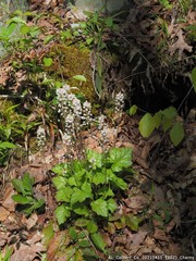 Tiarella wherryi