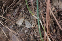 Parallelia bistriaris