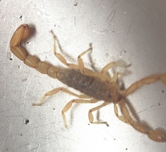 Mesomexovis oaxaca