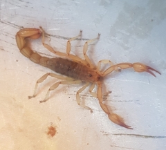 Mesomexovis oaxaca