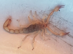 Mesomexovis oaxaca