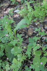 Geranium divaricatum