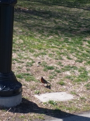 Turdus migratorius