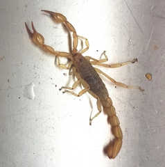 Mesomexovis oaxaca