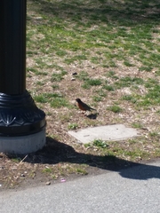 Turdus migratorius