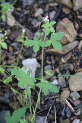 Geranium divaricatum