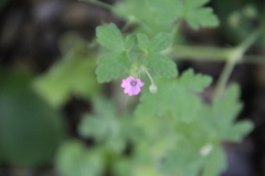 Geranium divaricatum
