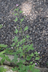Geranium divaricatum