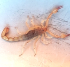 Mesomexovis oaxaca