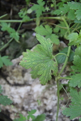 Geranium divaricatum