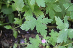 Geranium divaricatum