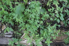 Geranium divaricatum