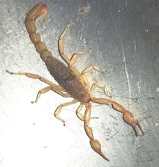 Mesomexovis oaxaca