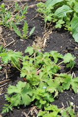 Geranium divaricatum