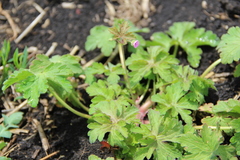 Geranium divaricatum