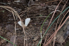Parallelia bistriaris