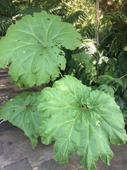 Gunnera mexicana