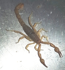 Mesomexovis oaxaca