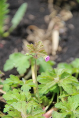 Geranium divaricatum