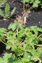 Geranium divaricatum