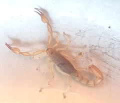 Mesomexovis oaxaca