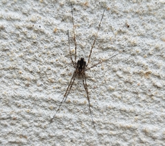 Hadrobunus maculosus