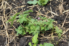 Geranium divaricatum