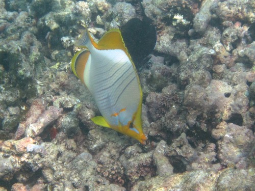 Chaetodon xanthocephalus