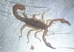 Mesomexovis oaxaca