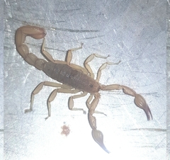 Mesomexovis oaxaca