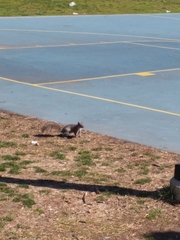 Sciurus carolinensis
