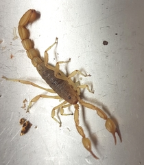 Mesomexovis oaxaca