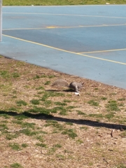 Sciurus carolinensis