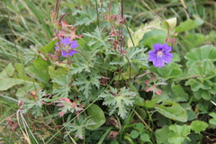 Geranium gymnocaulon