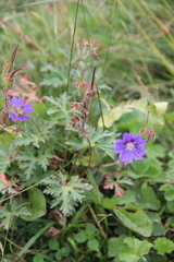 Geranium gymnocaulon