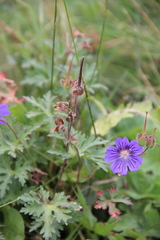 Geranium gymnocaulon