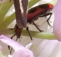 Pelonides quadrinotata