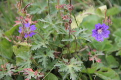 Geranium gymnocaulon
