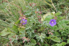 Geranium gymnocaulon