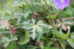 Geranium gymnocaulon
